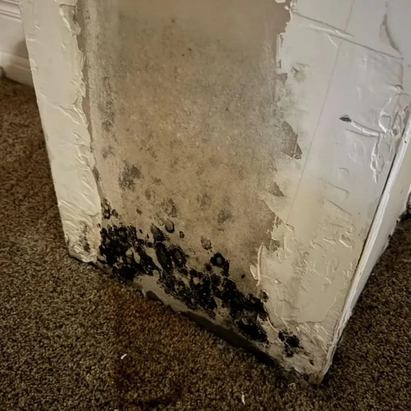 Professional Mold Removal in Horseshoe Bend, AR